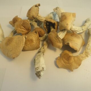 28gr Magic Mushrooms Golden Teacher