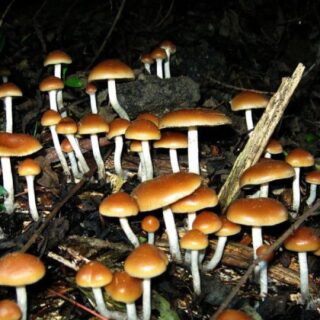 Psilocybe Cubensis - Magic Shrooms