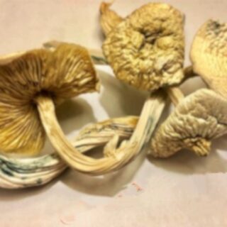 28G White Albino Avery Magic Mushroom (CA to WW)