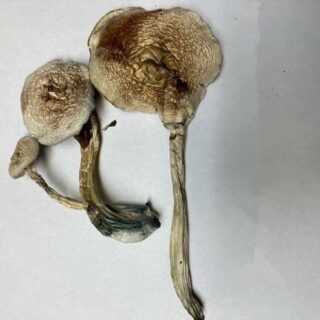 7g Rusty White ( Mushrooms)