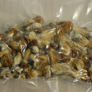 1/4 OZ (7 grams) Hillbilly Cubensis Mushrooms