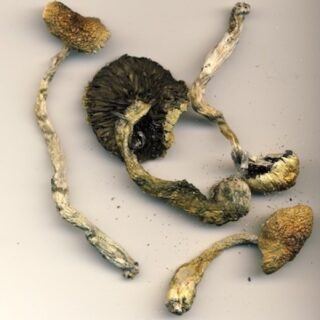 [SALE PRICE] One medium dose (3.5 g) of organic Psylocibe Cubensis Magic Mushrooms